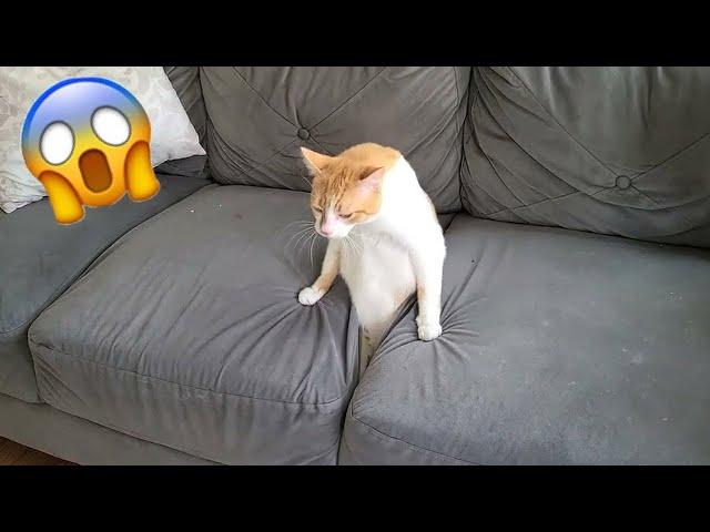 When the cat suddenly crawled out of the sofa like liquid  Try Not To Laugh 