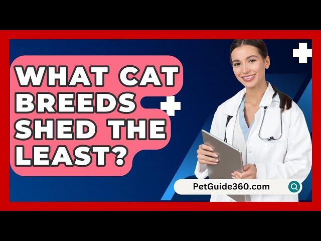 What Cat Breeds Shed The Least? - PetGuide360.com