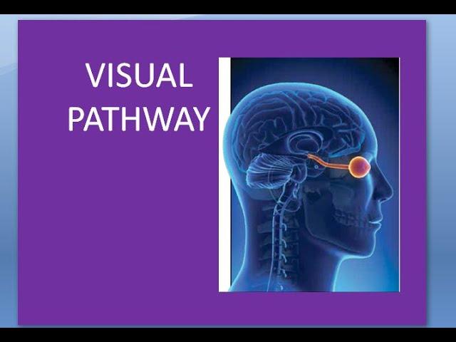 Ophthalmology 324 a Afferent Visual Pathway Lesions Eye how we see brain nerves