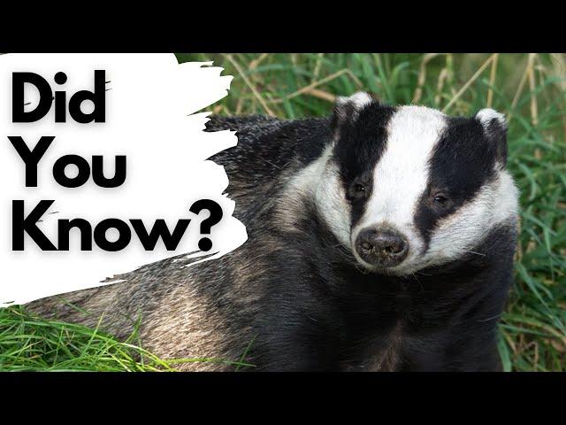 Things you need to know about BADGERS!