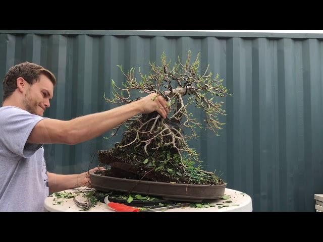 Angkor made it to Bonsai Focus Magazine & Epcot Disney (Ficus Root over Statue )