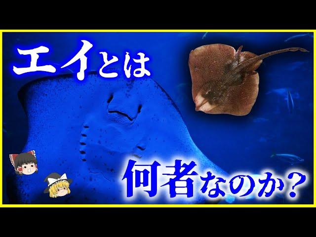 【ゆっくり解説】釣り人からは嫌われる？「エイ」とは何者なのか？を解説/細胞そのものを破壊する毒…2020年に新種発見⁉️