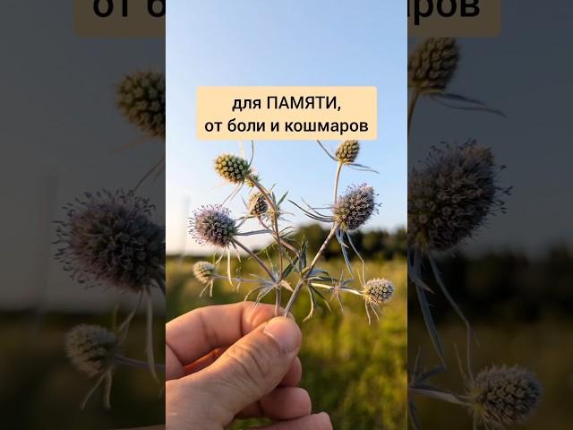 Синеголовник - для памяти, от болей и кошмаров #лекарственныетравы #травы #травник #дикоросы