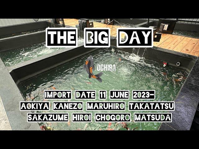 Final Transformation Date- 11 June 2024 - 1000+ Imported Japanese Koi  Arrive at Ochiba Koi India