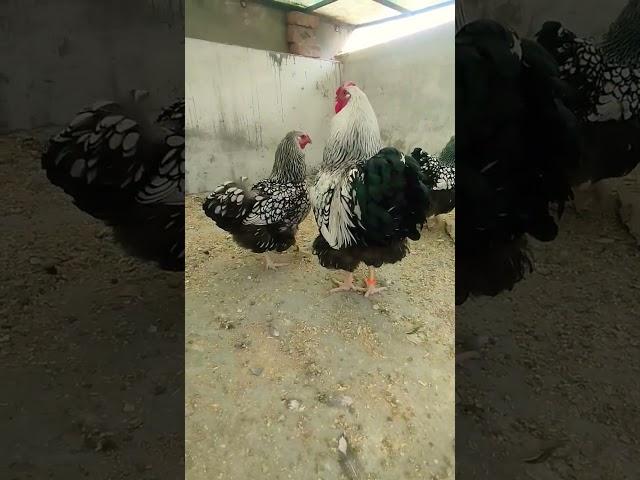 Silver laced Wyandotte ️ #pets #birds #chicken #poultryfarming #shorts #wyandotte