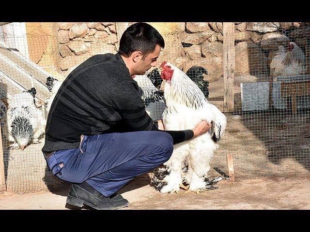 Süs tavuğu beslemeye başladı, kahve alışkanlığından kurtuldu