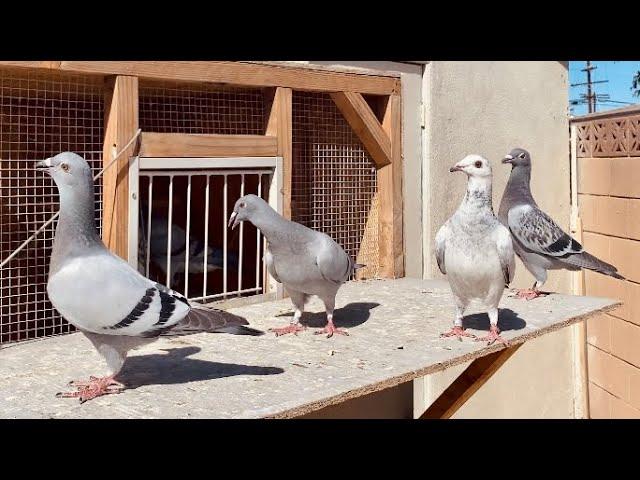 *THIRD TIME OUT* All Birds Scattered! Settling my Young Racing Pigeons