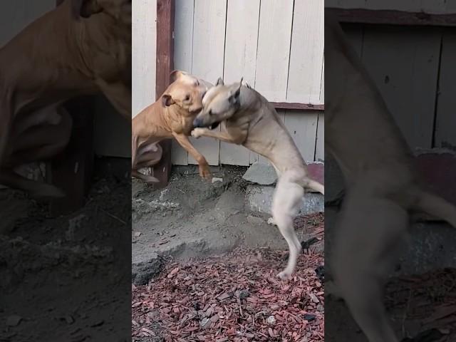 Best Friend APBT'S #realapbt  Wrestling-Rolling for Fun Exercise :)