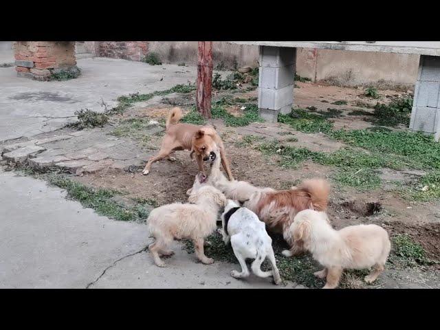 dogs fighting for food