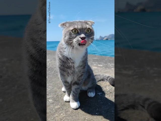 Кот Китма и Ко в Крыму! #Крым#Судак#море#котКитма_и_Ко