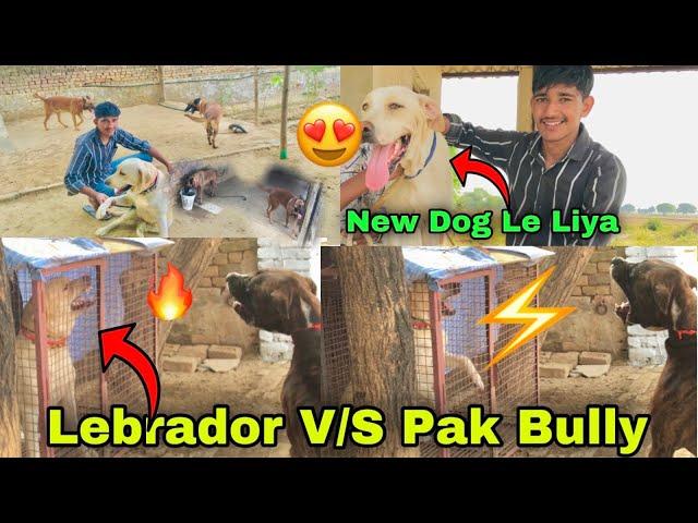 Dog Kennel  Per Gye But Bully Kutta or Lebrador me Fight Ho jati || New Dog Le liya 