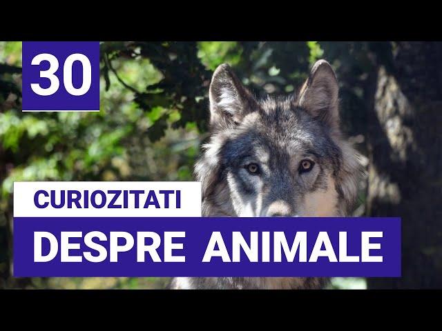 30 de Curiozitati despre Animale - Informatii interesante despre animale