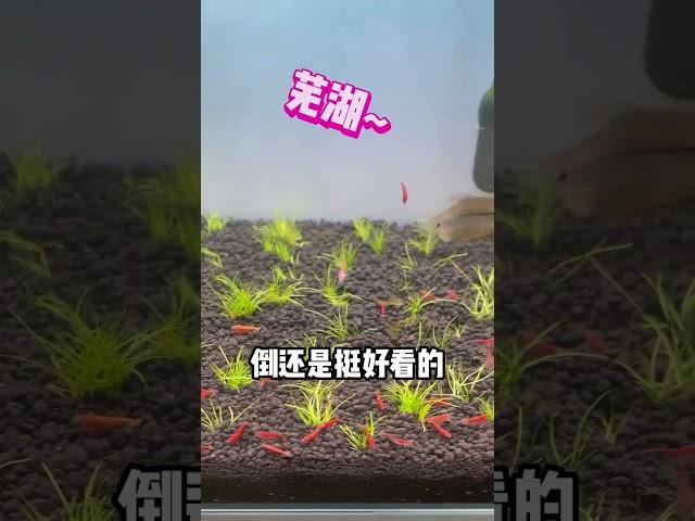 劝你千万别养孔雀鱼，因为它会突然给你生一窝小鱼仔#养鱼#养鱼日记#养鱼不踩坑#养鱼技术#shorts