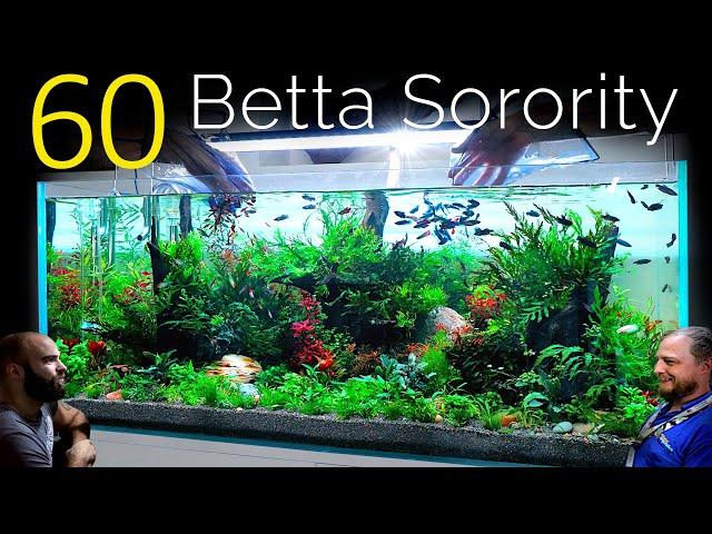 60 Betta Fish Sorority, 1 Aquarium: EPIC 4ft co2 Injected Planted Aquascape Tutorial