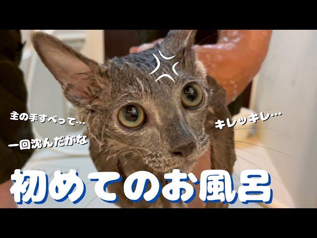 サイレントキャットの名のとおり静かにキレる子猫【ロシアンブルー】初めてのお風呂　ボイスレスキャット