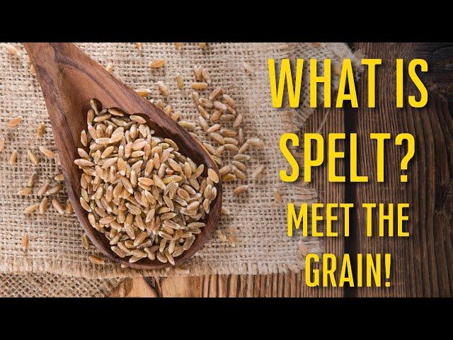 All About Spelt! | What is Spelt? | How to Use Spelt? | How to Use Ancient Grains |Meet the Grain |