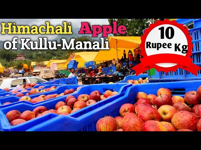 How is Apple mandi of Kullu Manali,Himachal Pradesh