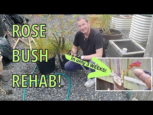 Rose Bush Rehabilitation (Rose bush Rescue) Rose Bush Recovery | Gardening and Gardens