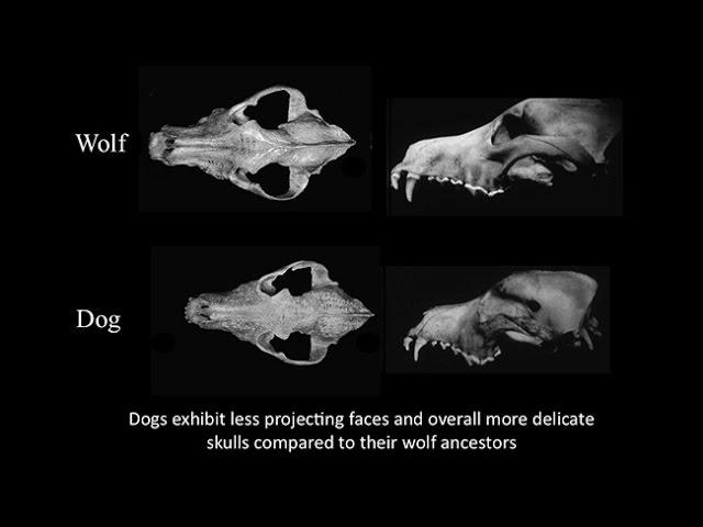 CARTA: Domestication: Transformation of Wolf to Dog; Fox Domestication; Craniofacial Feminization