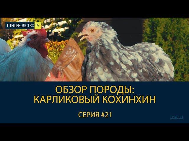 В чем секрет карликовых пород кур? Обзор породы: КАРЛИКОВЫЙ КОХИНХИН  \\ Уникальная порода