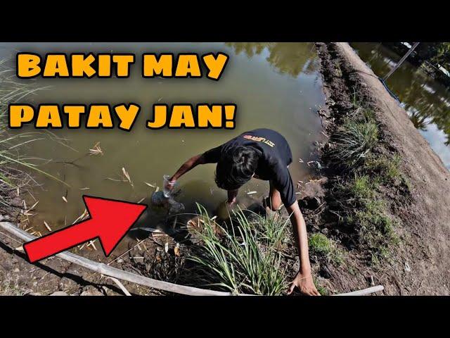 LISTON KAHIT MAY BAGYO | PATAY NA BABOY SA FISHPOND