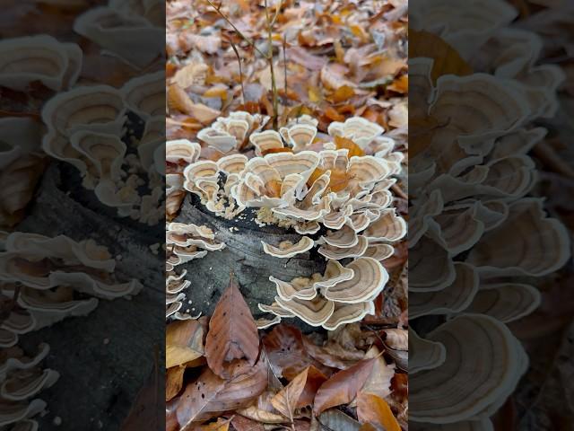 Trametes versicolor (Hindi Kuyruğu Mantarı)