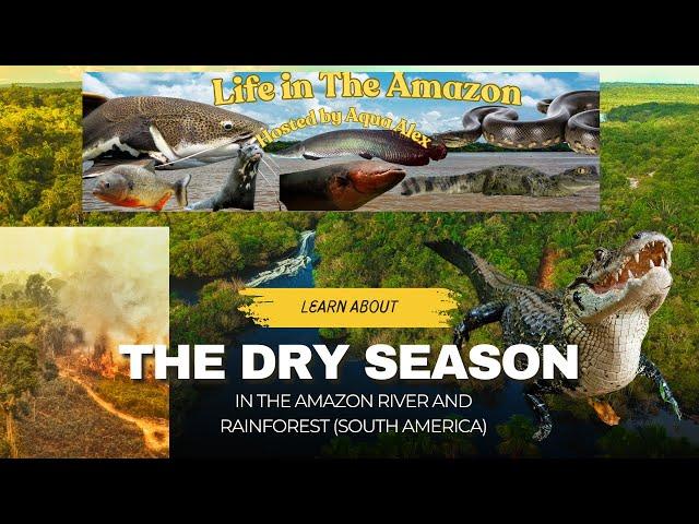 Life In The Amazon Ep. 55: Dry Season In The Amazon