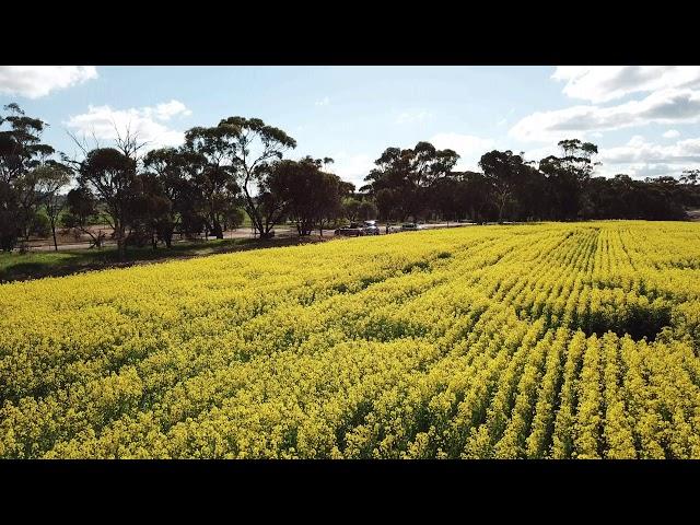 Canola Fields - York - Low Pass - Mavic Pro