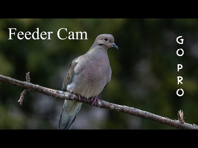 Backyard Wildlife Footage | Episode 2 | Feeder Cam | GOPRO Session 5