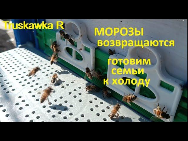 #Bees. Frosts have returned after the flight. We prepare families for prolonged cold weather.
