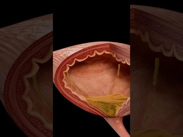 How the Urinary System Functions  |  Complete Anatomy