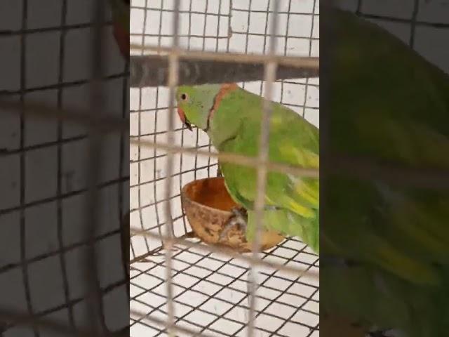 parrot ko dakha kasa khana kha raha ha #parrot #birds #shorts