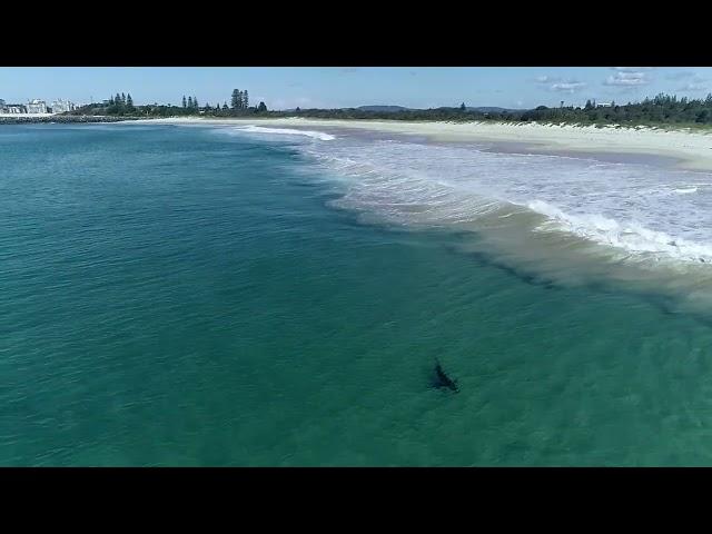 Great White shark lurking in the shallows off Tuncurry Beach.