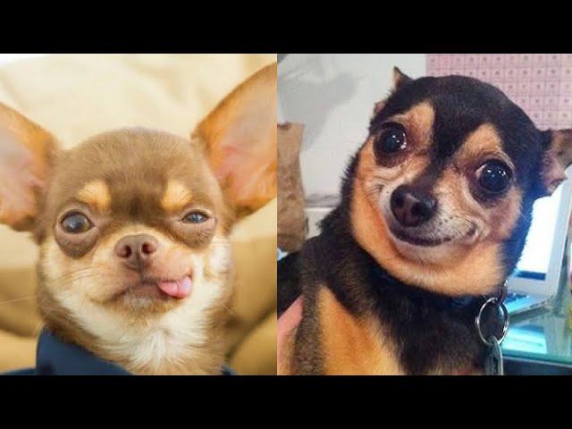  The CUTEST TINY DOGS on TikTok...Facing HUGE Obstacles (and FAILING Hilariously)! 
