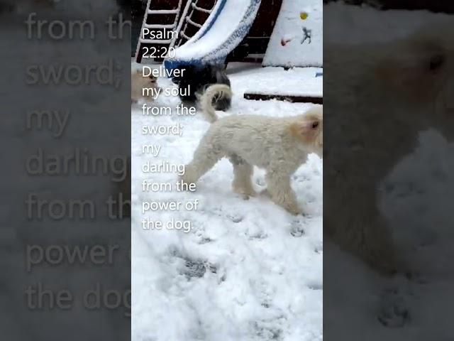 Daily Bible Verse - Psalm 22:20 - Dogs Enyoying the Snow #shorts