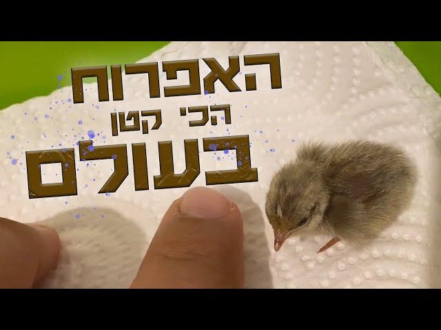 האפרוח הכי קטן שקיים בקע אצלנו במדגרה - שלו סיני