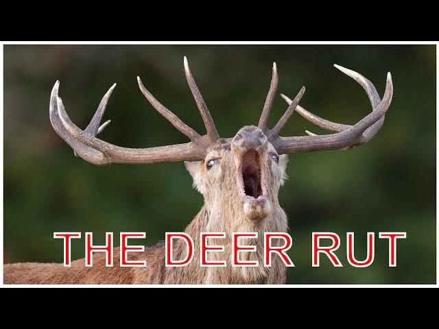 Capturing the Red Deer Rut