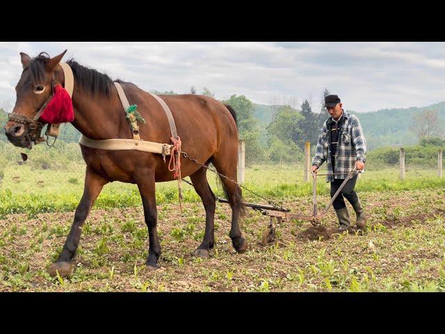 Life in a mountain village of the Carpathians. A difficult day for a lonely grandfather