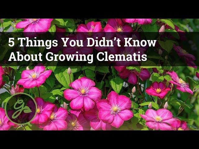 5 Things You Didn’t Know About Growing Clematis / Discover The Secret To Growing Beautiful Vines