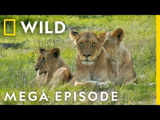 Royals of the Animal Kingdom MEGA EPISODE | FULL EPISODES | Jungle Kings and Queens