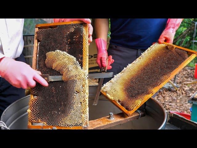 How to Harvest Honey / 台灣蜂蜜採收 - Taiwan Bee Master