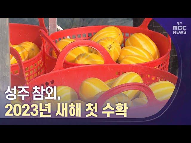 성주 참외, 2023년 새해를 수확으로 시작 | 대구MBC뉴스