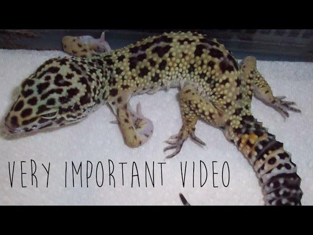 Metabolic Bone Disease in Leopard Geckos