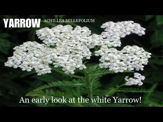 ⟹ YARROW | Achillea millefolium | The most important medicinal plant to know about