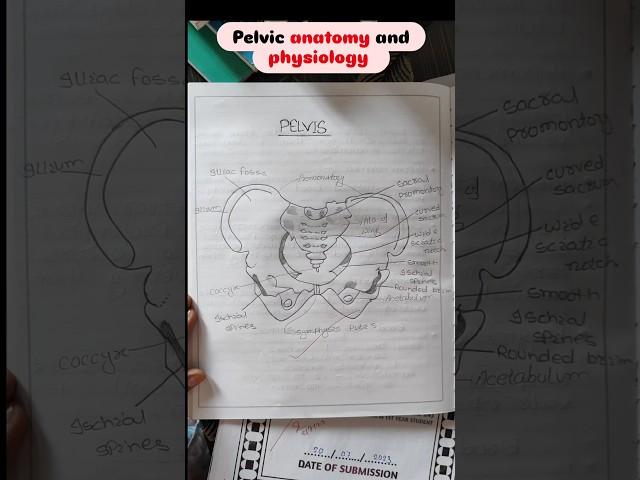 pelvis anatomy notes..#shorts #pelvis #anatomy #medico