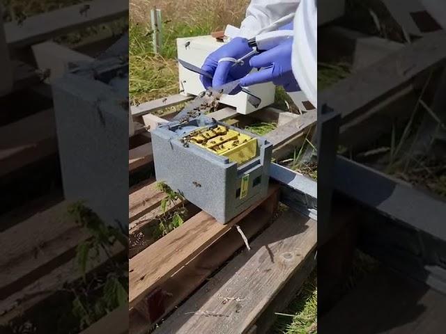 Inspecting a mating nuc and releasing the queen for her mating flight.