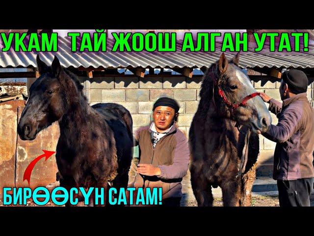 ЖАКШЫ КОЛ БАЛА ТАЙ ЧЫКТЫ  #байтв