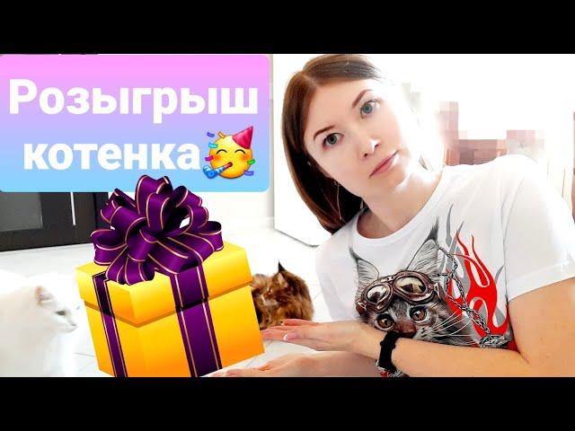 РОЗЫГРЫШ котенка мейн-кун!