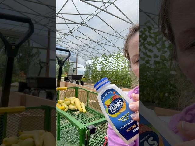 It Worked! #shorts #garden #growing