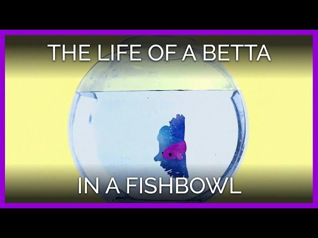 This Animated Fish Shows You Why Bettas Don't Want to Be Your Decorations